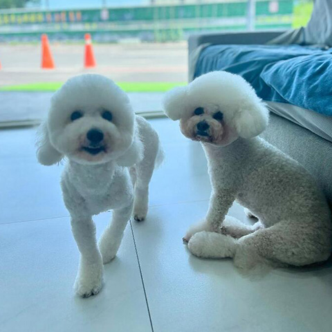 寵物美容